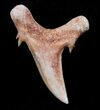 Striatolamia (Extinct Sand Tiger) Shark Tooth - Eocene #3428-1